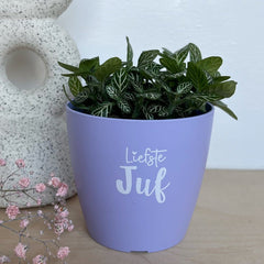 Bloempotje 'Liefste juf' - lila (zonder plantje)