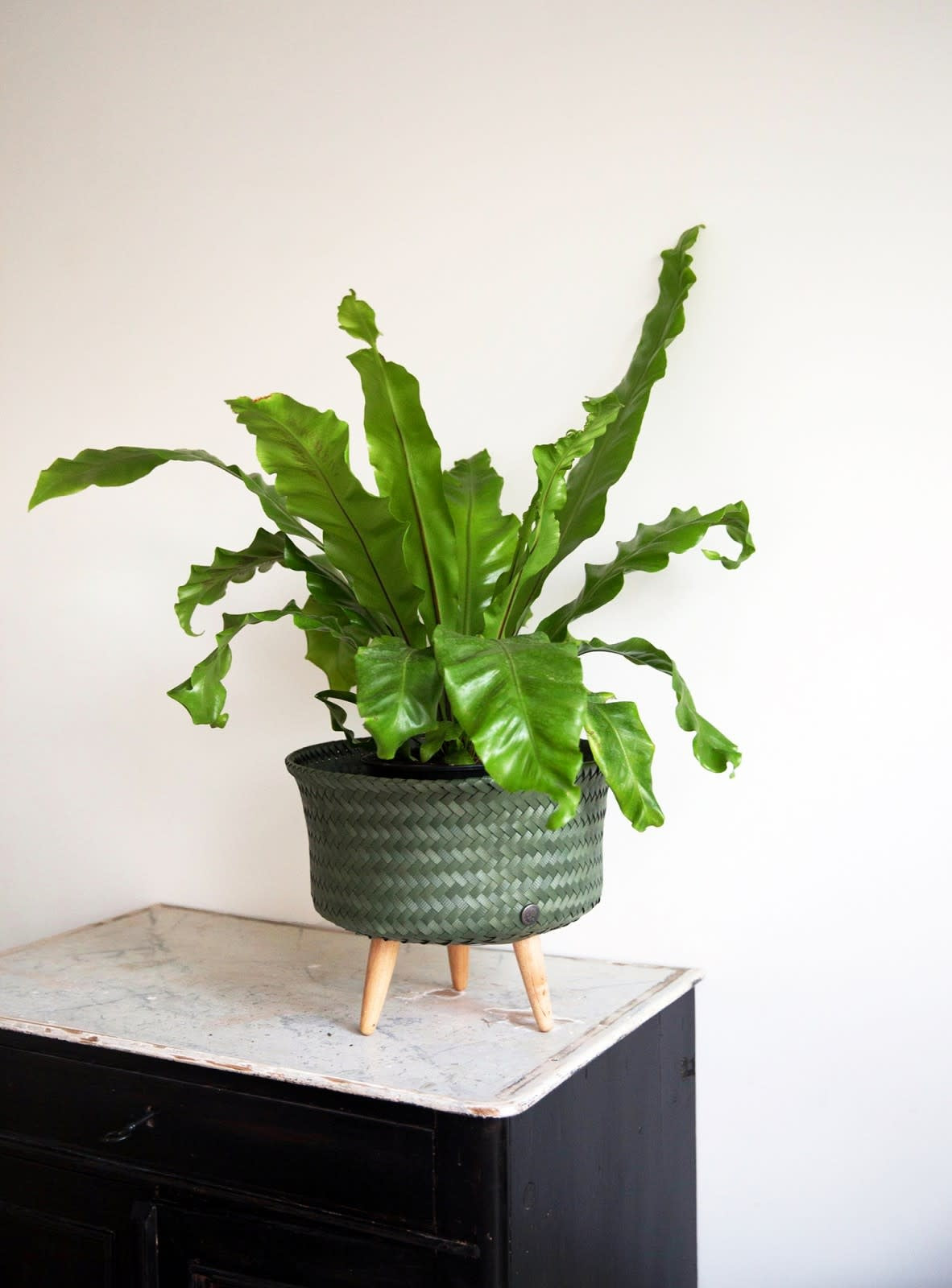 Basket Up - Low  - Hunting green